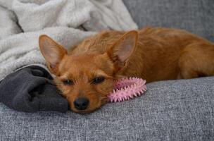 Cozy dog napping on a gray couch with a toy and a sock during a lazy afternoon photo