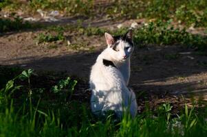 Whiskered wanderer gazes back on a sunny day in the lush green outdoors photo