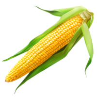 Fresh corn on the cob with green husk, isolated on a transparent background png