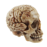 Anatomical skull model with detailed brain structure, isolated on a transparent background png