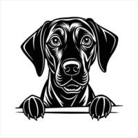 Adorable Rhodesian Ridgeback vector