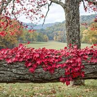 Autumn leaves on a fallen tree in a field photo