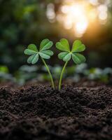 Two lucky four leaf clovers growing in soil photo