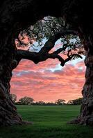 A beautiful view of a sunset through the branches of a tree photo