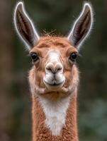Close up portrait of a llama looking at the camera photo