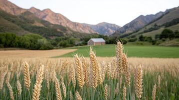 Golden wheat field in a valley with mountains in the background photo