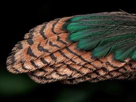 Close up of iridescent green and brown pheasant feathers photo