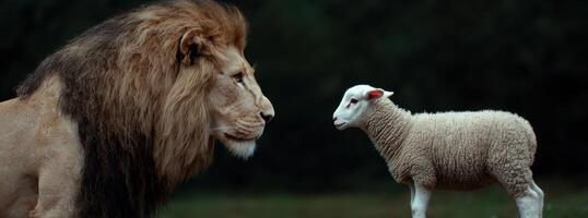 A lion and a lamb face each other in a symbolic encounter photo