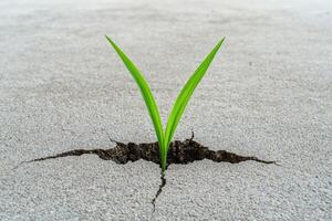 A blade of grass grows through a crack in concrete photo