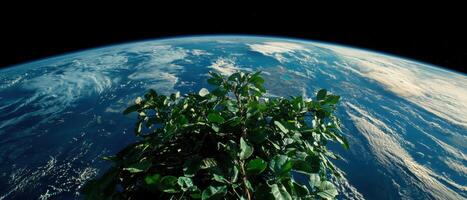 A vibrant green tree grows against the backdrop of planet Earth photo
