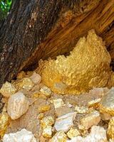 A large gold nugget found in a tree root photo