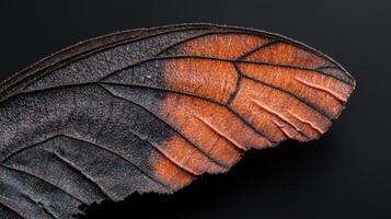 Detailed macro of a butterfly wing showing intricate patterns and textures. photo