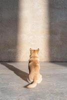 A dog sits in front of a wall in the sunlight photo