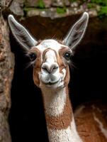 Close up portrait of a guanaco looking at the camera photo