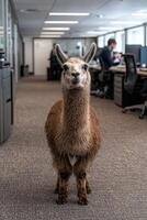 Llama standing in an office hallway photo