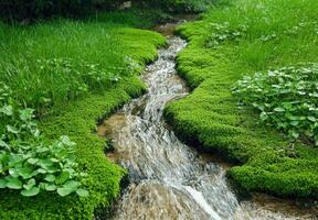 A tranquil stream flows through lush green moss and grass photo