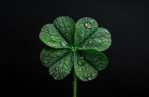 A leaf of clover with four points and water droplets on it. The leaf is green and the water droplets are clear. Symbol of Irish holiday - Patrick's Day photo