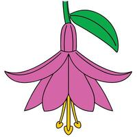 Pink Fuchsia Flower Illustration Botanical Drawing, Simple Design vector