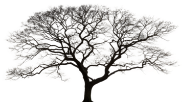 A bare winter tree with intricate branches, photographed in natural png