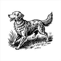 Golden Retriever Running vector