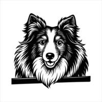Cute Peeking Pose Shetland vector