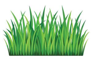 A Green Grass Border for Design Elements vector