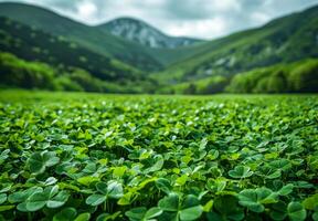 A lush green field with a mountain in the background. The field is full of clovers and the sky is cloudy photo
