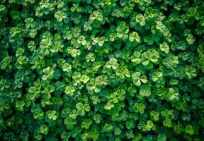 A close up of green clovers. The image is of a lush green field with many clovers photo