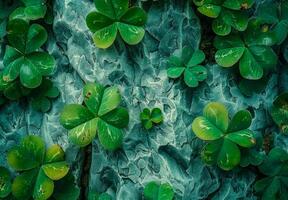 A close up of green clovers on a rock. The clovers are all different sizes and are scattered throughout the image photo