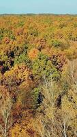 autumn wood landscape from an aerial view. Wonderful of nature. Camera motion to right Vertical video