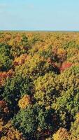 view of the tops of the trees of the autumn forest. Camera motion to left. Aerial landscape Vertical video