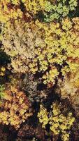 view of the tops of the trees of the autumn forest from a height. Camera motion up. Aerial view Vertical video