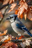 A blue jay bird with a distinctive blue and white plumage, perched on a branch surrounded by autumn leaves in shades of orange and brown photo