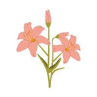 Pink lily flower isolated on white background. hand drawn illustration of lilies, floral elements isolated on white background. vector