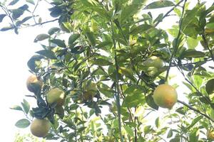 A bunch of lemons hanging from a tree photo