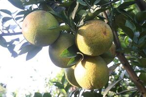 A bunch of ripe mangoes hanging from a tree photo