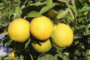 A group of lemons hanging from a tree photo