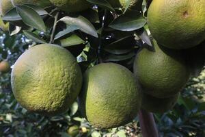 A bunch of green fruit hanging from a tree photo