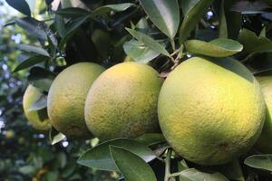 A bunch of green lemons hanging on a tree photo