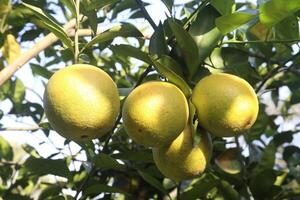 A bunch of lemons hanging on a tree photo