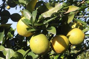 A bunch of lemons hanging on a tree photo
