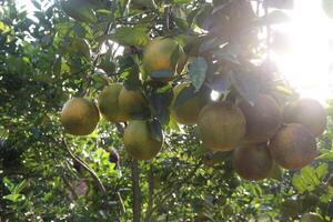 A bunch of ripe mangos hanging from a tree photo