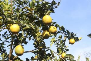 A tree with many lemons on it photo