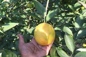 A person holding a yellow fruit photo