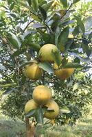 A tree with many fruits hanging from it photo