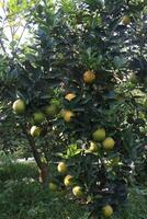 A tree with many fruits on it photo