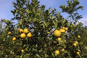 A tree with many yellow fruits on it photo
