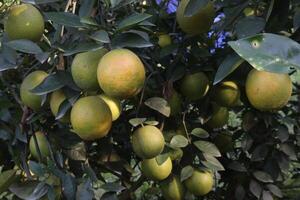 A bunch of oranges hanging from a tree photo