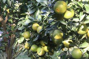 A tree with many oranges on it photo