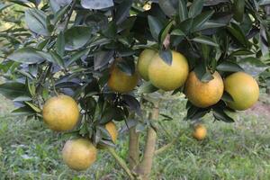A tree with many oranges on it photo